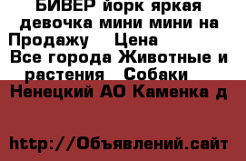 БИВЕР йорк яркая девочка мини мини на Продажу! › Цена ­ 45 000 - Все города Животные и растения » Собаки   . Ненецкий АО,Каменка д.